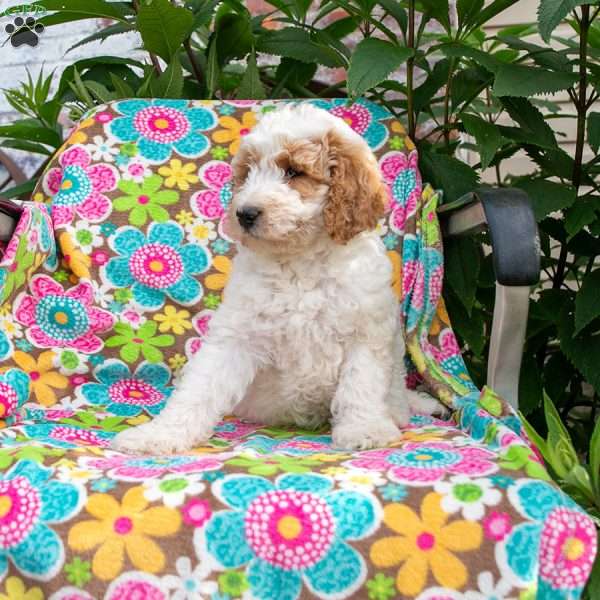 Rhea, Mini Goldendoodle Puppy